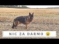 GSD Henry | Nic za darmo 😩