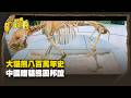 大貓熊八百萬年史 中國贈貓熊固邦誼 Part2｜台灣演義 Taiwan History