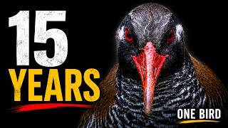 15 Years Photographing An Endangered Bird