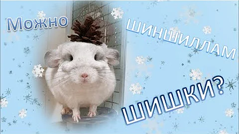 Можно ли давать ШИШКИ шиншиллам? Какие шишки можно давать ШИНШИЛЛАМ!