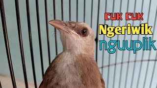 Suara Trucukan cuk cuk ngeriwik uplik sangat pandai memancing trucukan lain