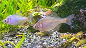 白点病 タナゴが白点病を発症 治療1日目 Youtube 白点病 タナゴが白点病を発症 治療1日目 Youtube