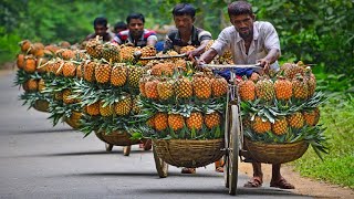 Pineapple Farming & Pineapple Harvesting Modern Agriculture Technology | How to Farming  Pineapple