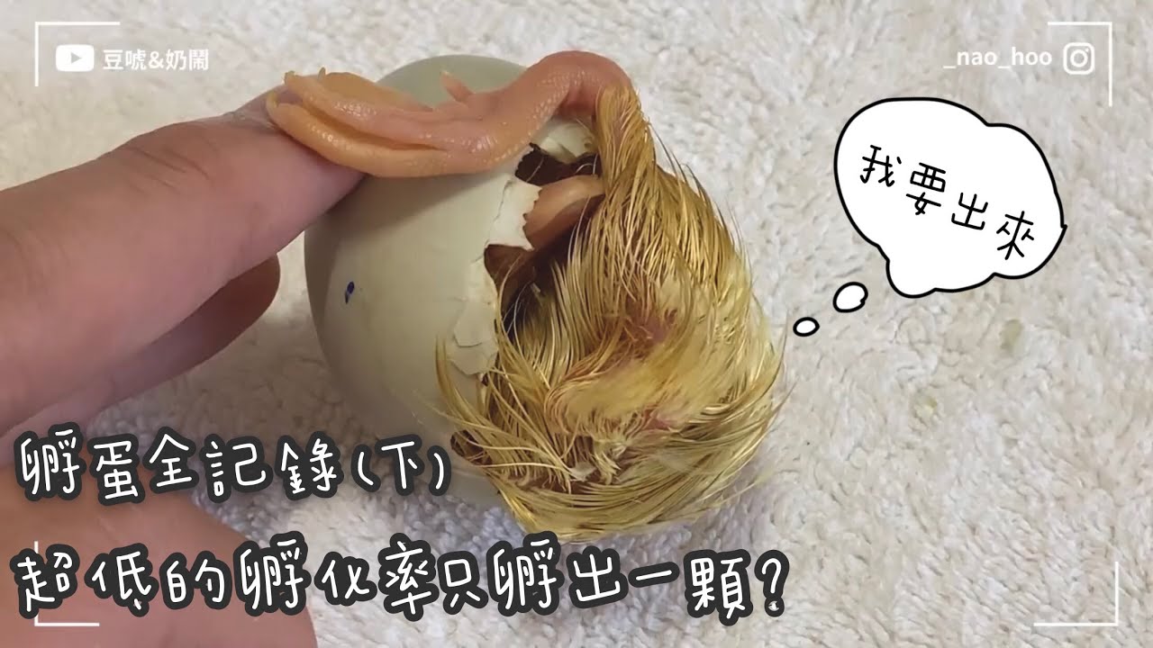 孵蛋全紀錄(下)-超低的孵化率只孵出一顆?[哞菇的誕生]