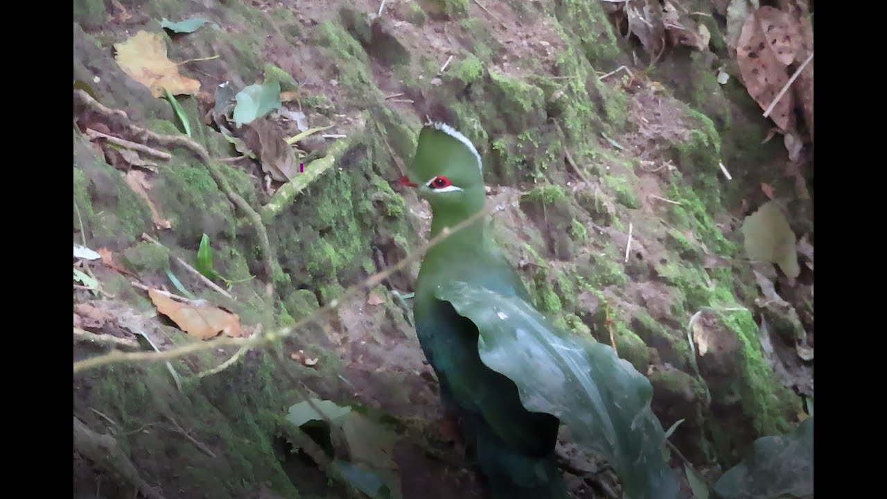TeamLeip Birds of Eden a fancy Knysna Turaco 