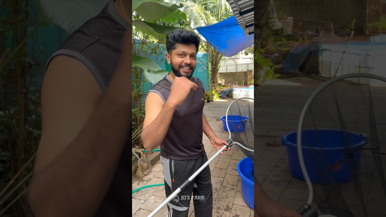 Imported koi’s and Giant Oranda sold out | JO’S FARM | Kerala | 8089377854 