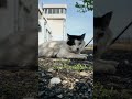 一応動画です #catisland #猫島 #猫　