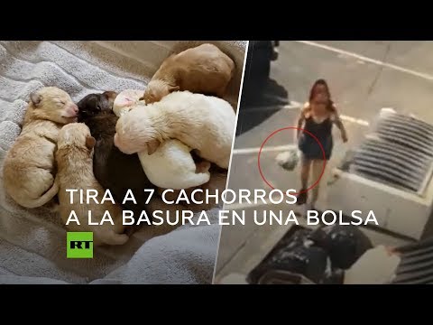 Una mujer tira 7 perros recién nacidos a la basura