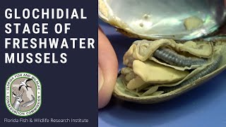 Glochidial Stage of Freshwater Mussels