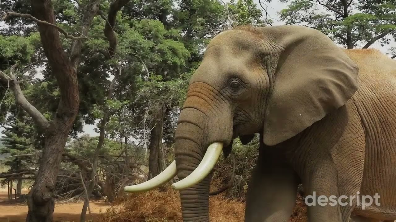 Al Aziz – Allah The Almighty Protector | 99 Names of Allah for Kids