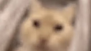 Cat Screaming Into Camera But Fast