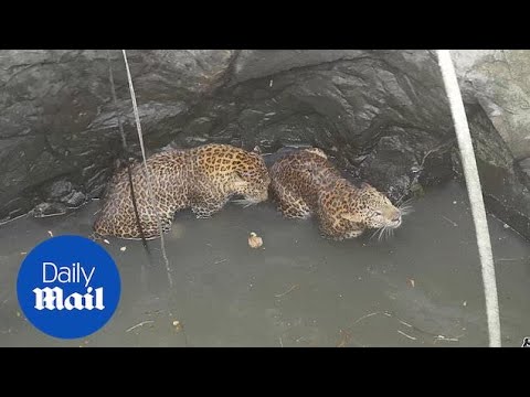 Rescuers haul leopards from bottom of deep well in India - YouTube