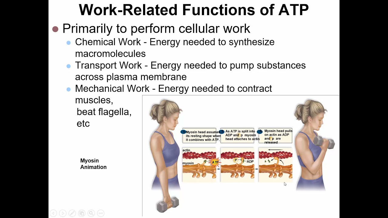 Bio 201, Chapter 6, Metabolism   Enzymes and energy