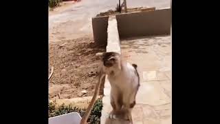 Cat fast reflex ☠️#earth #india #nasa #science #vairal #new