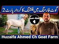 Goat Farming  Flushing Complete Guide Part 2 | Breeding Season Tips for  #flushing #goatbreeding 