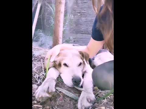 Video: ¿Cuáles son las alergias a los alimentos para perros más comunes?