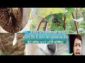 आज बनाया ब्लॉग आपको कमेंट में बताए कि ये कौन सा लुगला या टैनी है|| आज हमने छोले बनाए|| #minivlog 