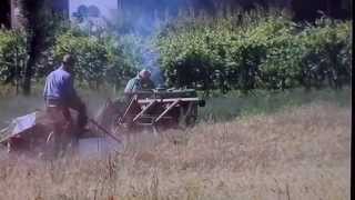 MIETITURA GRANO IN MONTAGNA - ANNI 50/60