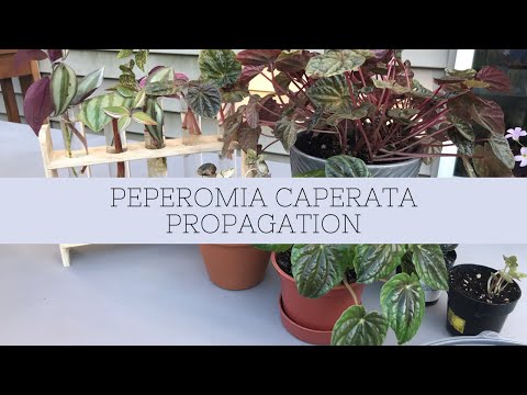 Wideo: Peperomia Skurczyła Się