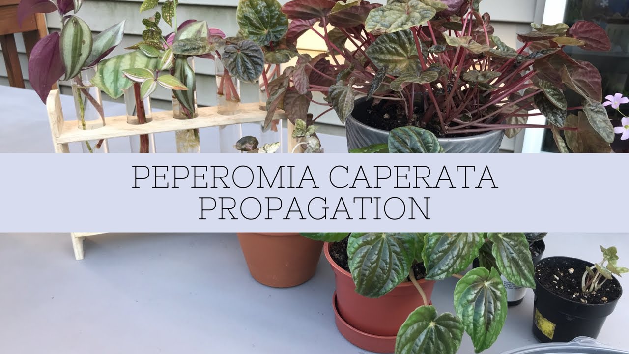 Dropped My Plant And Trying To Save What Broke Off Peperomia Caperata Propagation Youtube