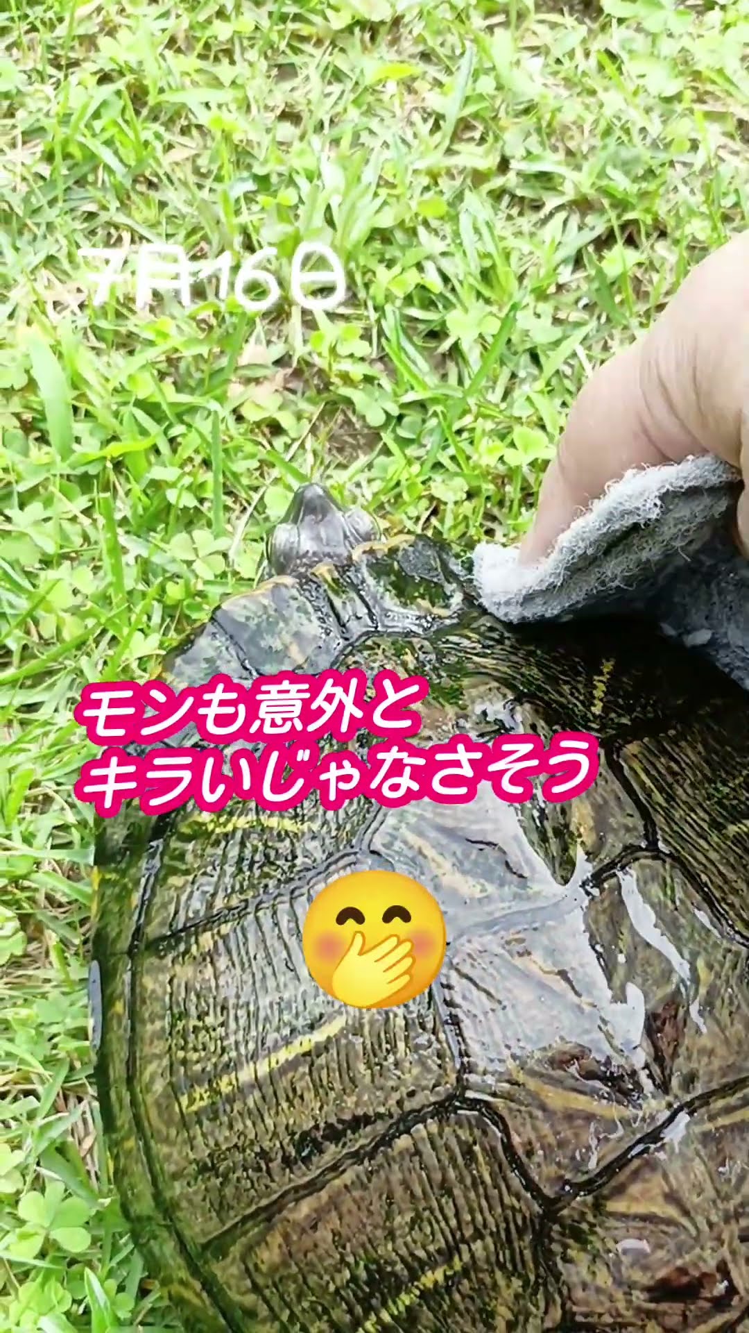 2026夏のモンちゃんです！ #shorts - YouTube