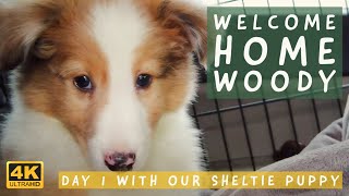 Bringing Home Our Sheltie Puppy 'Woodstock' | Shetland Sheepdog