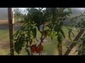 Как вырастить ранние томаты.  Помидоры в бочках