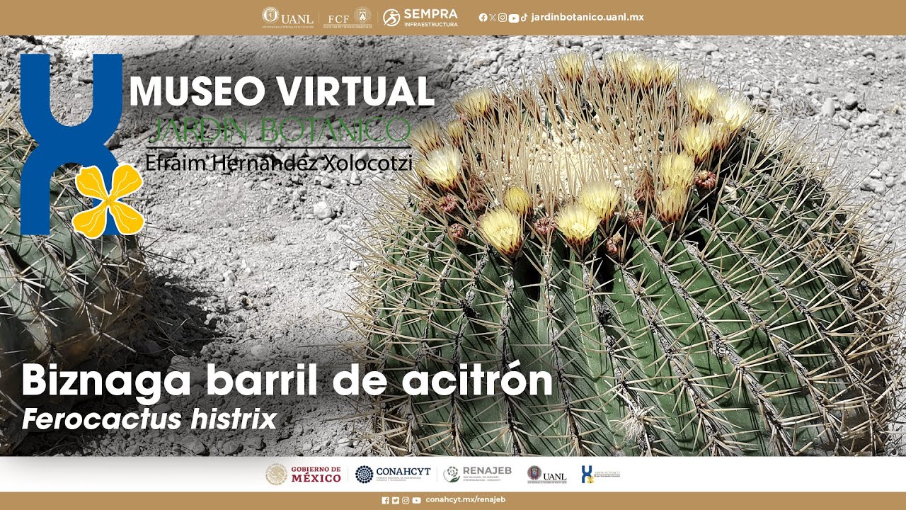 Biznaga barril de acitrón - Ferocactus histrix