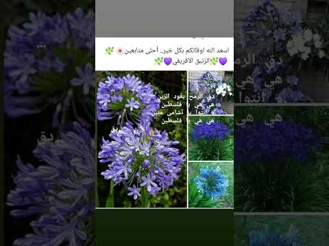 الزنبق الافريقي حدائق منزلية زهور ورد معلومات مهمة