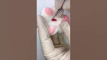 Mochi pimple popping Rubin cats paw ASMR #satisfying #squishysensation #visualasmr #oddlysatisfying
