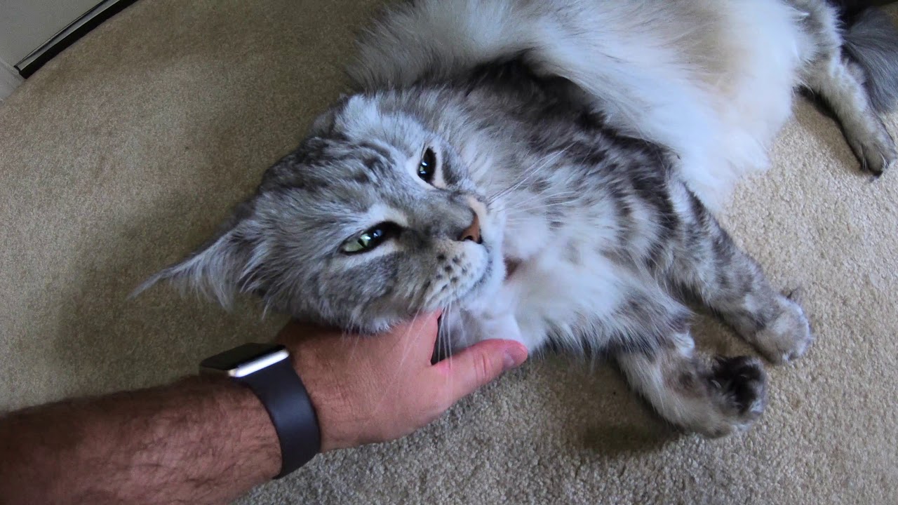 GoPro HERO6 Black 4K30 Stabilization On Test