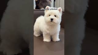 Clear 3D Dog Keychain Filled with Your Pet’s Fur – Unique Memorial Gift