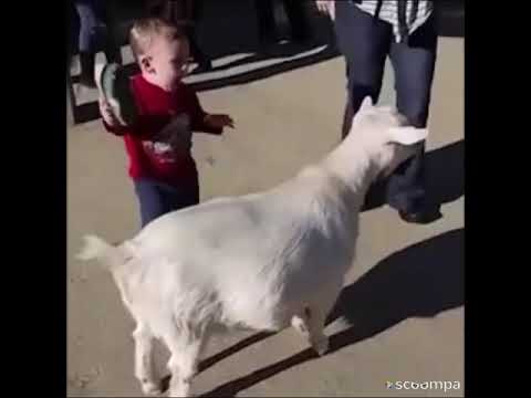 goat-keeps-farting-and-scaring-kid-funny-loop