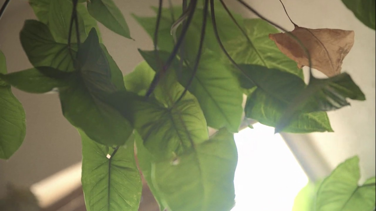 Encerrado con la EOS M - ML RAW MCM REWIRE TEST