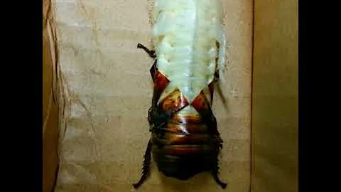 Madagascar hissing cockroach shedding his skin