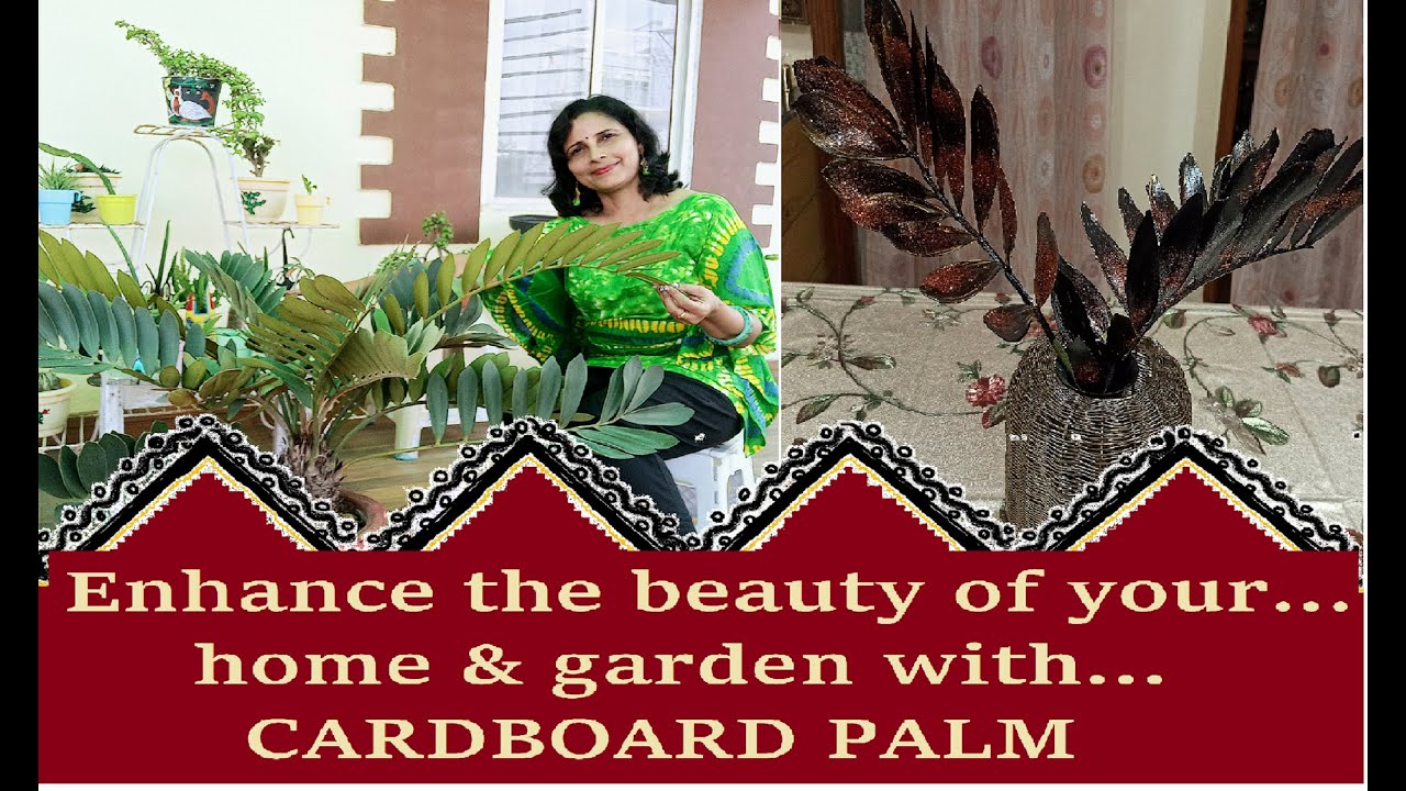 Beautify your home & garden with CARDBOARD PALM/ Zamia furfuracea