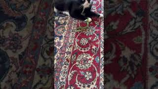 Cat Playfully Interacts With a Little Green Snake