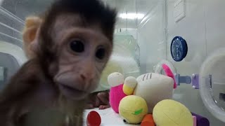 First monkeys cloned by process that made Dolly the sheep