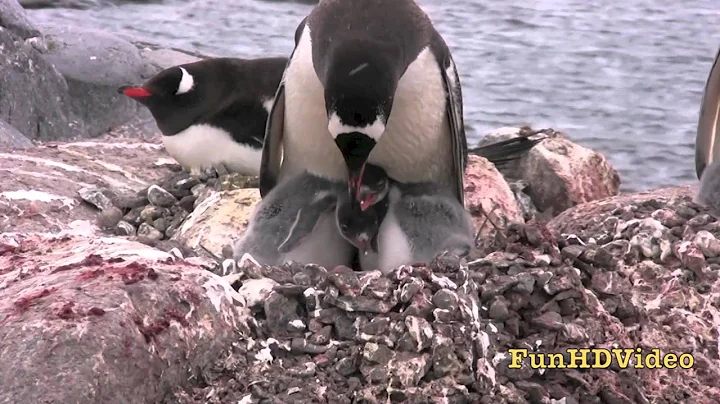 Penguins & Chicks - Gentoo Penguin Colony in Antarctica