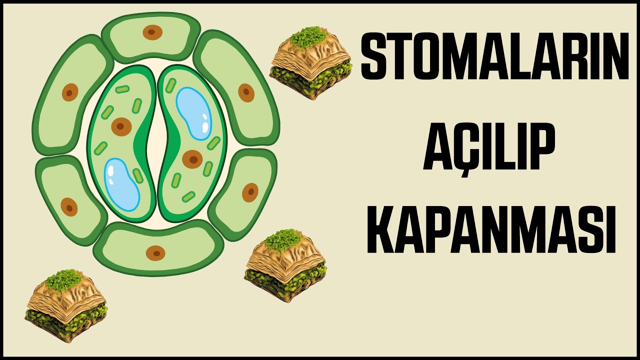 Bol Baklavalı Animasyon ; Stomaların Açılıp Kapanması