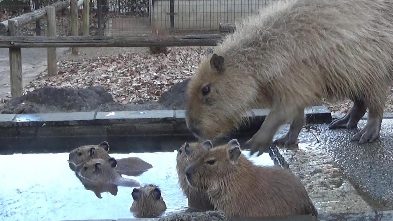 Cute capybara babies and family #596 カピバラの赤ちゃんが可愛い