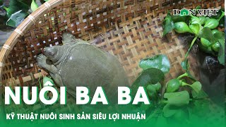Kỹ Thuật Nuôi Ba Ba Sinh Sản Siêu Lợi Nhuận | Báo Dân Việt