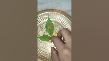 बेलपत्र पर चंदन और शहद का अचूक उपाय #pradeepmishraji #sahad #chandan #belpatra #shivling