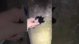 I caught 100 pythons #bigpython#everglades#youtube#nature#animals#snake#viralvideo#crazy#alligator