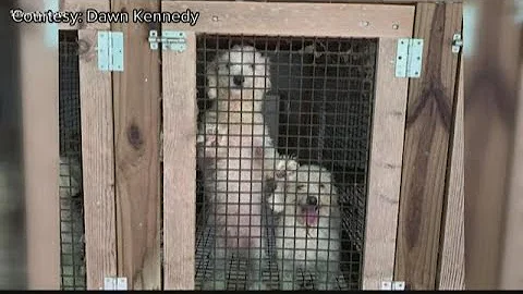 Monroe County women face animal abuse charges in p...