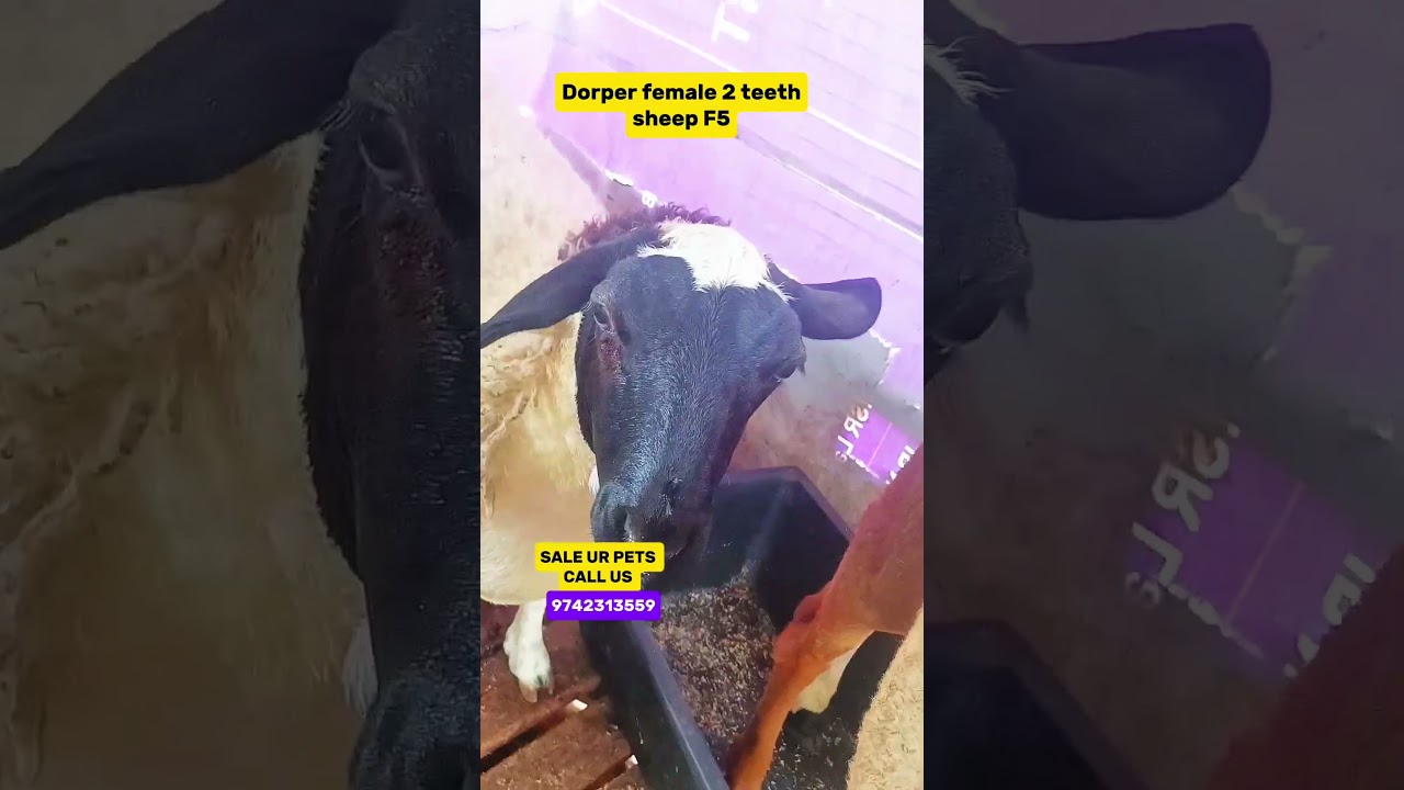 Dorper Sheep Female for Sale in Bangalore 2 Teeth  65KG Live Weight F5 Generation Super Quality 🐏🔥