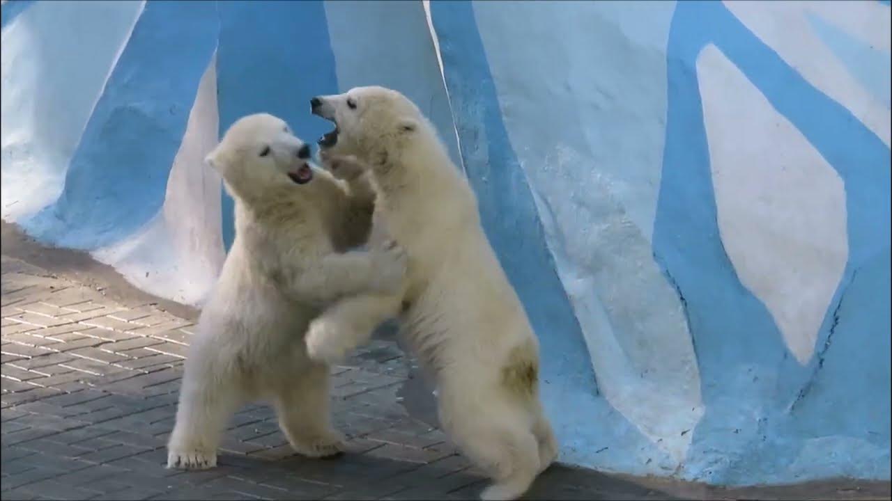 Шилка Медвежонок в Японии. Белые медведи в Новосибирском зоопарке 2023. Медвежата в Новосибирском зоопарке 2023. Медвежонок 2008. Медведи 10 часов