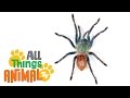 * SPIDER * | Animals For Kids | All Things Animal TV