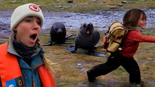 Fur Seals Chase After our Child! Part 2 of 3  Travel to Antarctica with Young Kids