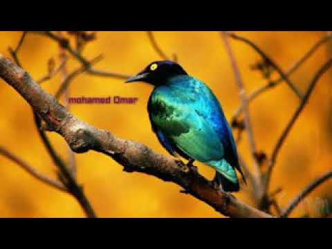 نغمات شهر رمضان مبارك